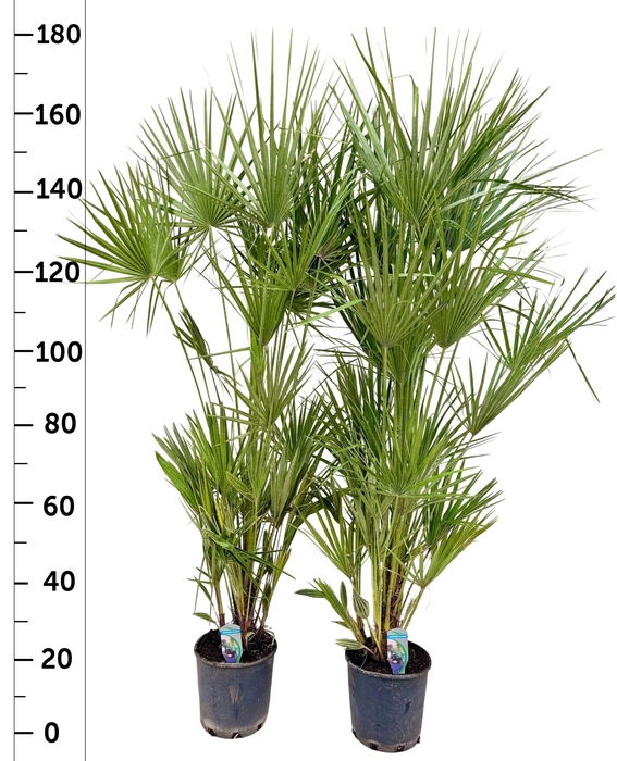 <h4>CHAM HUMILIS</h4>