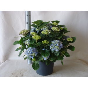 Hydrangea mac. 'Early'