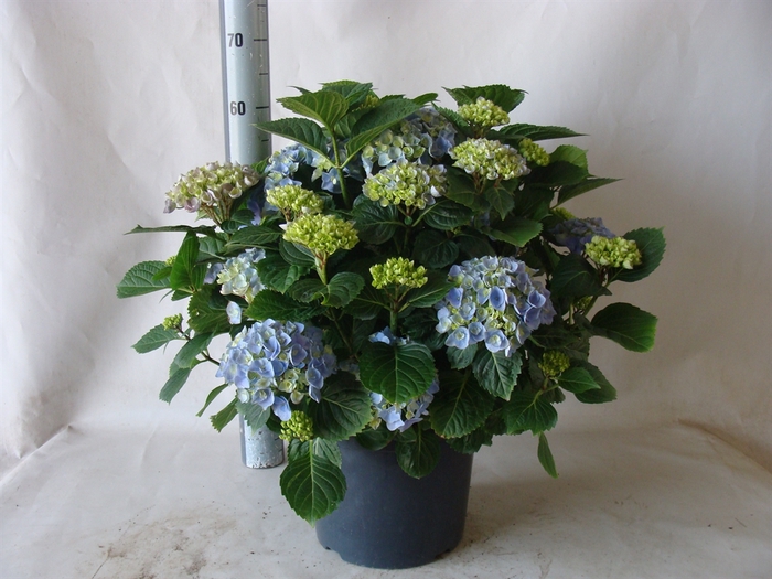 <h4>Hydrangea mac. 'Early'</h4>