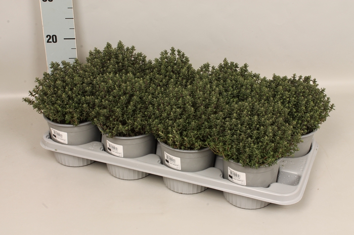 <h4>Kruiden I Thymus vulgaris (Keukentijm)</h4>