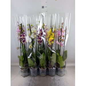 Phalaenopsis   ...mix  5