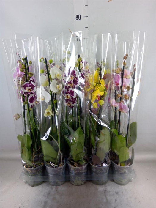<h4>Phalaenopsis ...mix 5</h4>