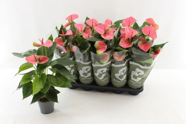 <h4>ANTHURIUM SWEET DREAM P12</h4>