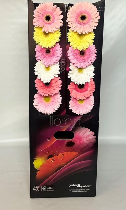 <h4>Gerbera Mix 4 kleuren Aquabox</h4>