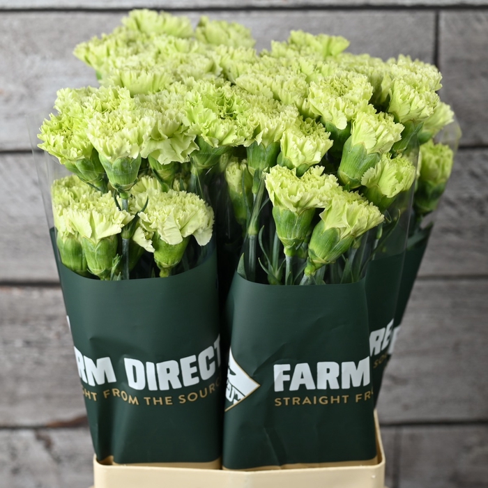 <h4>Di St Goblin</h4>