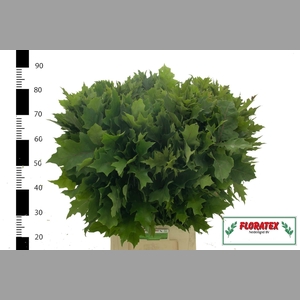 QUERC RUBRA
