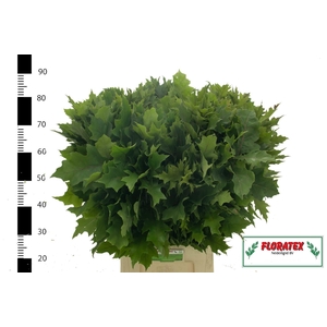Querc Rubra