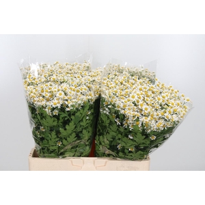 Tanacetum Pa Single Vegmo