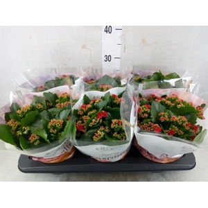 Kalanchoe blos. 'RosDon Justino'