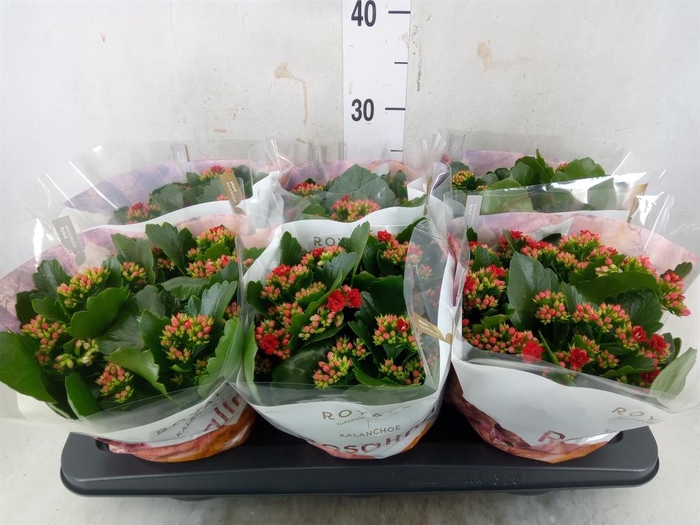 <h4>Kalanchoe blos. 'RosDon Justino'</h4>