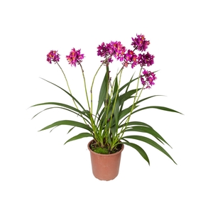 ORQUIDEA SPATOGLOTTIS P30 PINK