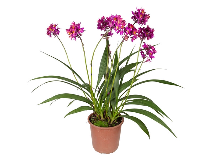<h4>ORQUIDEA SPATOGLOTTIS P30 PINK</h4>