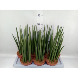 Sansevieria cyl.  ...