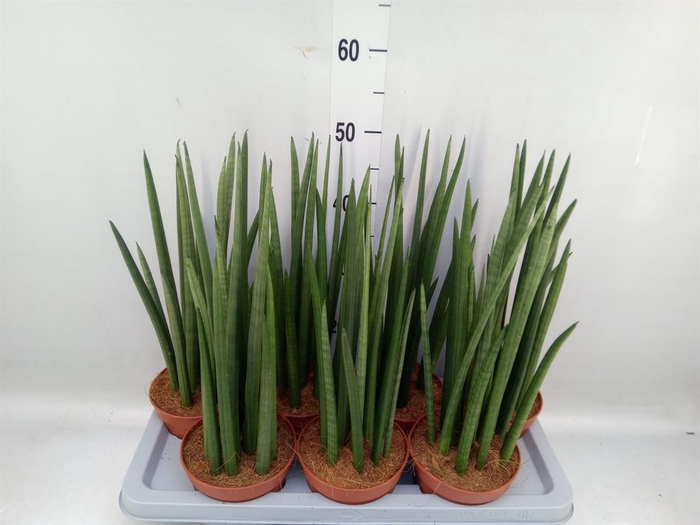 <h4>Sansevieria cyl. ...</h4>