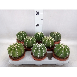 Echinopsis oxygona