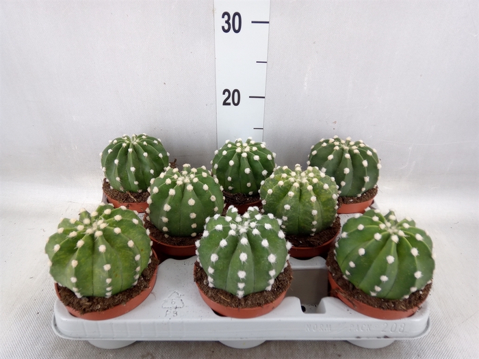 <h4>Echinopsis oxygona</h4>