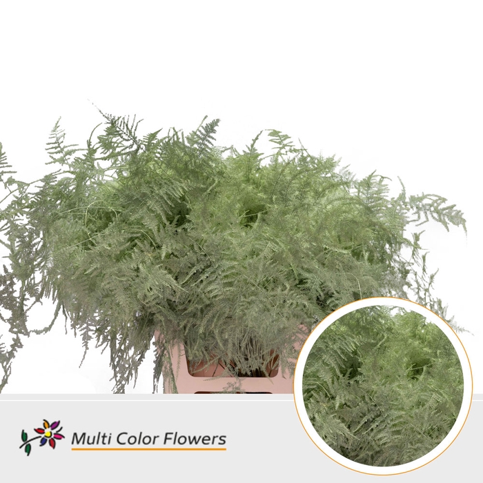 <h4>Asparagus Extra V Mint</h4>