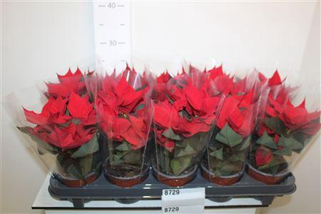 <h4>Euphor P Chr Univers</h4>