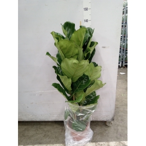 Ficus lyrata