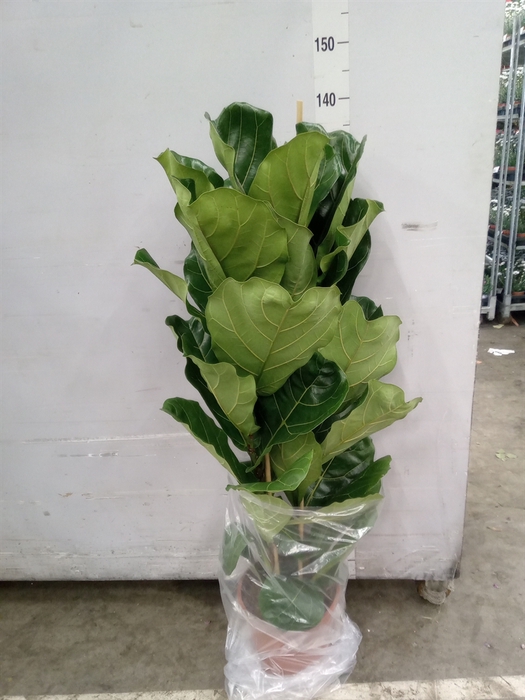 <h4>Ficus lyrata</h4>