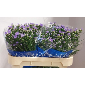 ASTER CASSANDRA 20 GR.