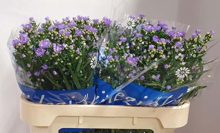 <h4>ASTER CASSANDRA 20 GR.</h4>