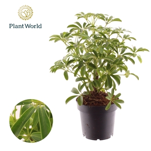 Schefflera Luseana Bush