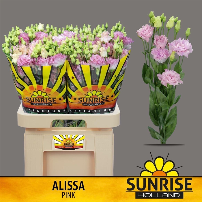 <h4>Eus G Alissa Pink</h4>