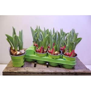 arr8 Tul Columbus Pink-weiss