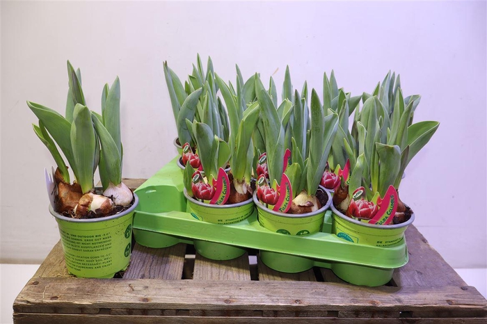 <h4>arr8 Tul Columbus Pink-weiss</h4>