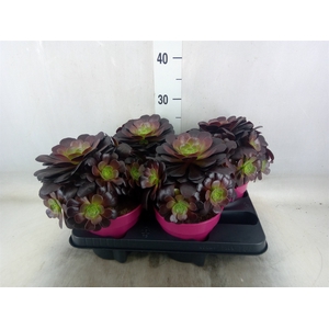 Aeonium arboreum 'Velours'