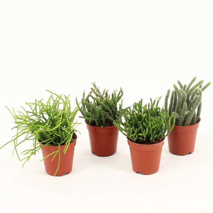 <h4>Rhipsalis Gemengd</h4>