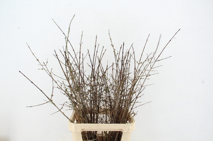<h4>CORNUS MAS 100CM</h4>