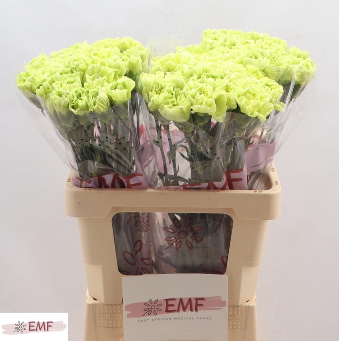 <h4>DI ST CELTIC GREEN</h4>