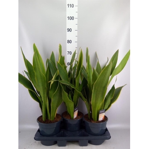 Sansevieria trifa.   ...
