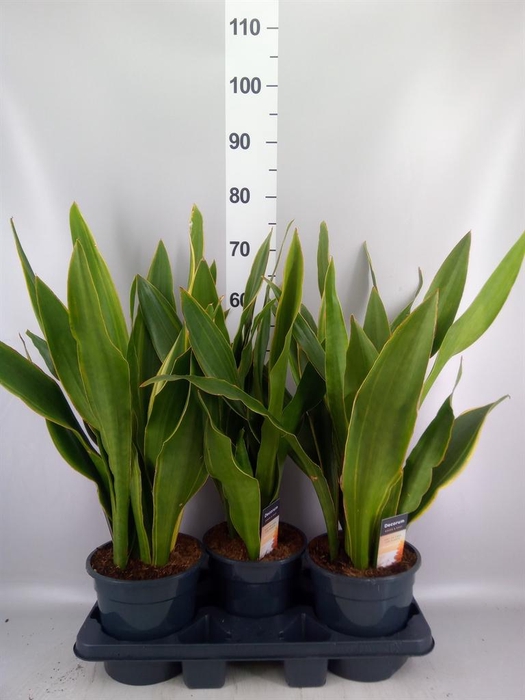 <h4>Sansevieria trifa. ...</h4>