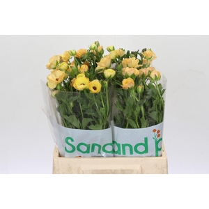 Ranunculus Magical Caramel