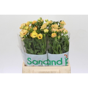 Ranunculus Magical Caramel