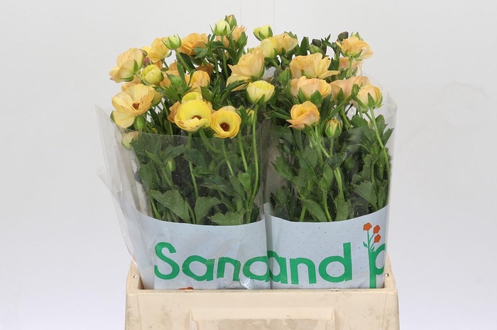 <h4>Ranunculus Magical Caramel</h4>