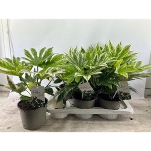 Fatsia japonica 'Variegata'