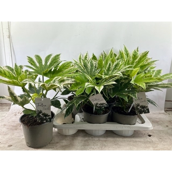 <h4>Fatsia japonica 'Variegata'</h4>