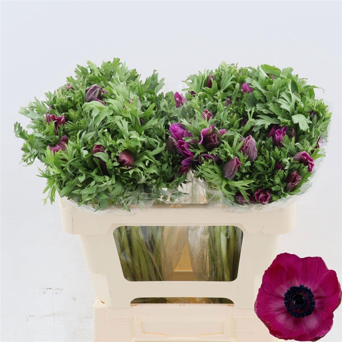 <h4>ANEM CO GALIL PURPER</h4>