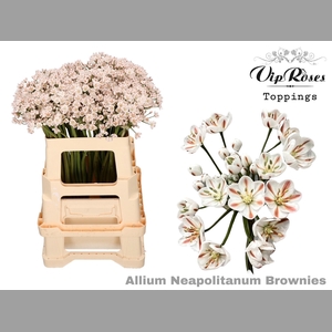 ALLIUM NEAPOLITANUM BROWNIES L55cm