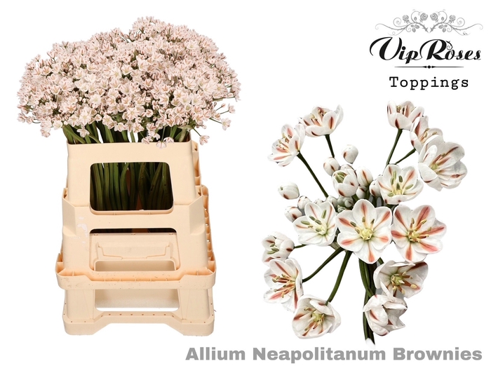 <h4>ALLIUM NEAPOLITANUM BROWNIES L55cm</h4>