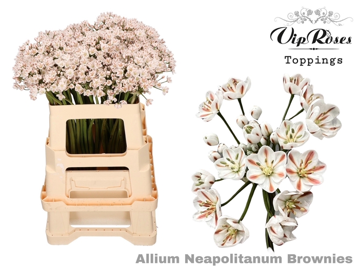 <h4>ALLIUM NEAPOLITANUM BROWNIES L60cm</h4>