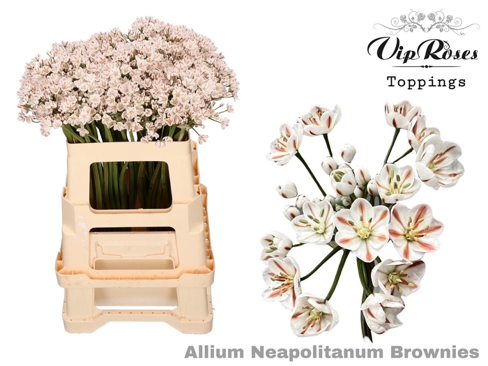 <h4>Allium Neapolitanum Brownies L55cm</h4>