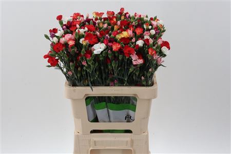 <h4>Di Solomio Rainbow Fuza X20</h4>