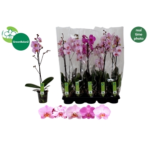 PHAL GEM