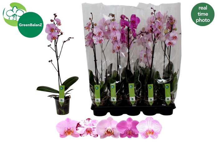<h4>PHAL GEM</h4>