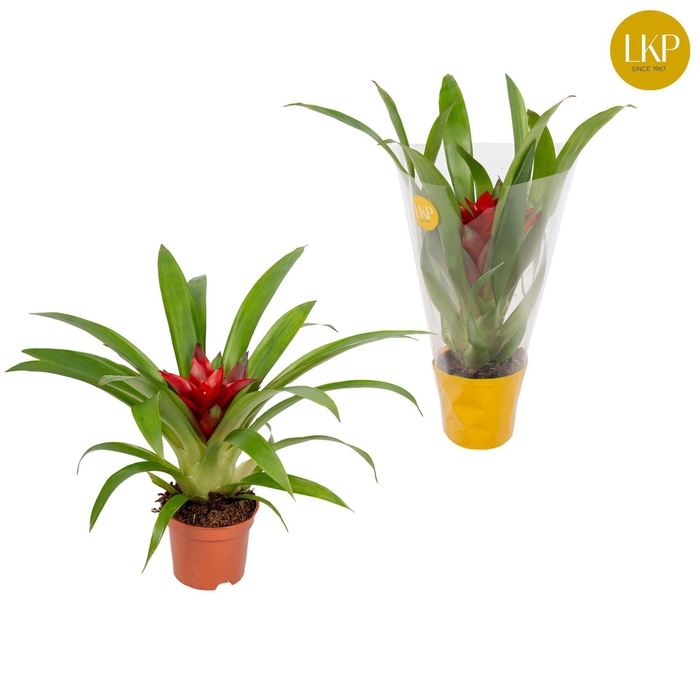 <h4>Guzmania Blitz</h4>